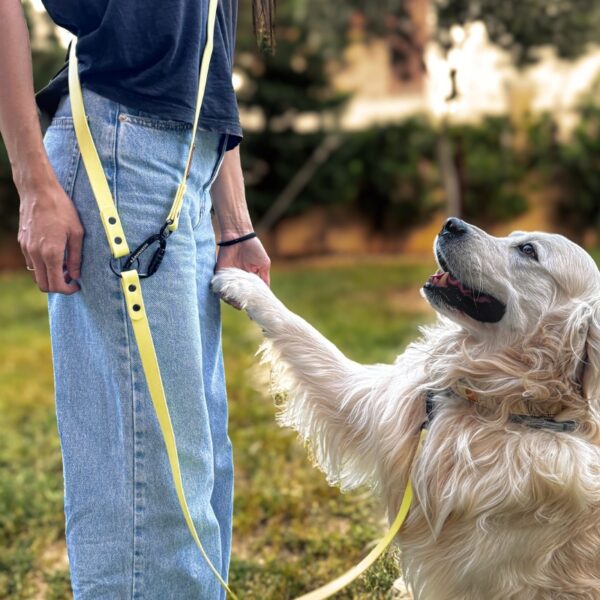 Hands free leash 4 in 1
